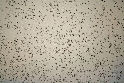 Low angle view of birds flying in the sky