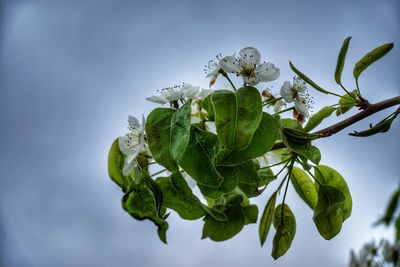 Low angle view of flowering plant against sky