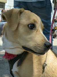Close-up of dog looking away