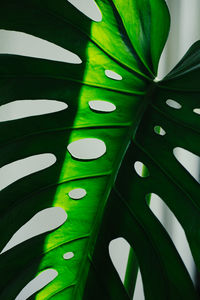 Close-up of leaf