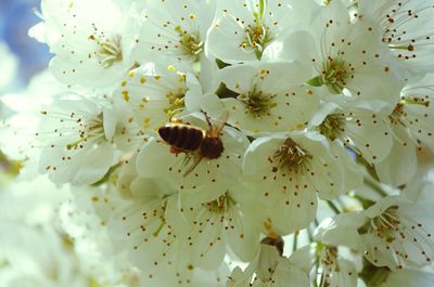 Close-up of insect on flowers
