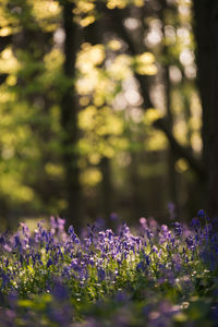 Close-up of purple flowers