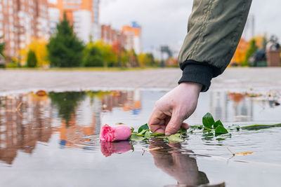 A passer-by picks up a discarded rose from a puddle