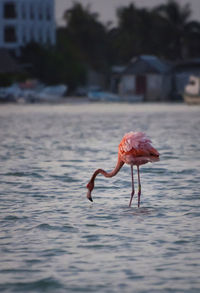 Flamingo in sea at beach during dusk