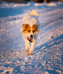 Dog running in snow