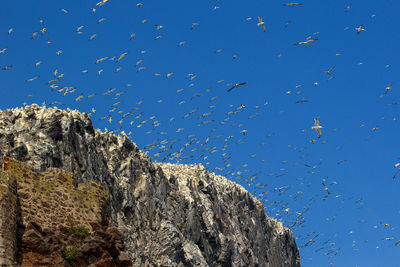 Low angle view of gannets flying by cliff against clear blue sky
