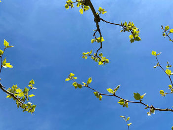 Low angle view of flowering plant against blue sky