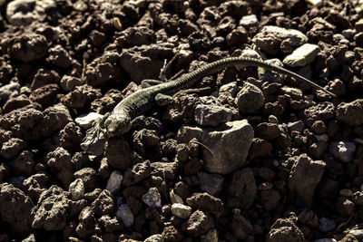 Small reptile on ground