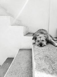 Portrait of dog relaxing on staircase