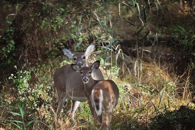 Deer in a forest