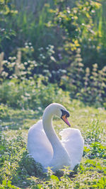 Swan floating on lake