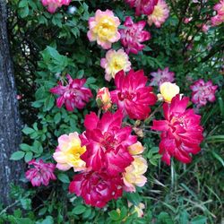 Close-up of pink flowers