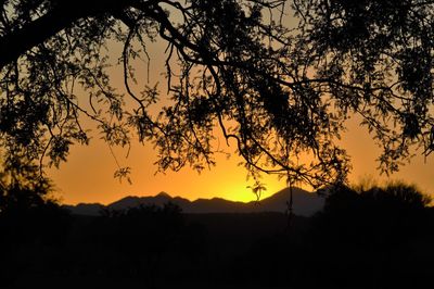 Silhouette trees against sky during sunset