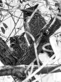 Low angle view of birds in nest