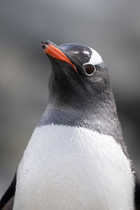Close-up of gentoo penguin standing lifting head