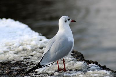 Seagull perching on a snow