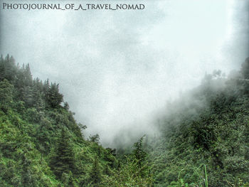 Trees in foggy weather