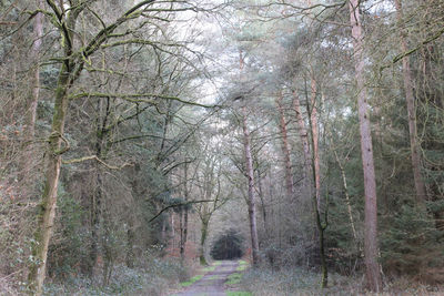 View of bare trees in forest