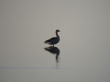 Birds in water