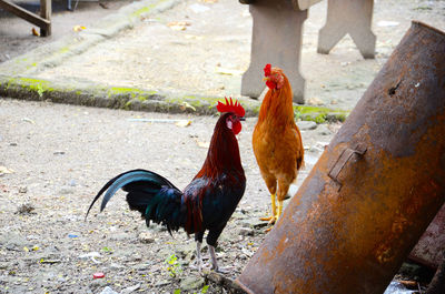 Close-up of rooster on farm