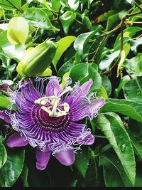 Close-up of purple flowers