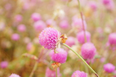 Close-up of honey bee pollinating on pink flower