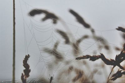 Close-up of plant against blurred background