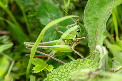 Close-up of insect on leaf