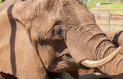 Close-up of elephant in zoo