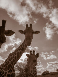 Low angle view of giraffe on rock against sky