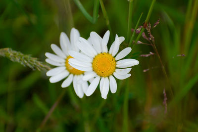 Close-up of white daisy flower