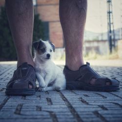 Low section of person with dog on footpath