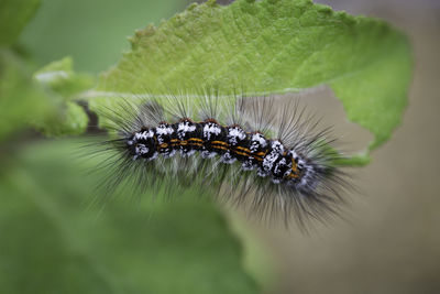 Close-up of butterfly on leaf