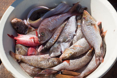 High angle view of fish in container