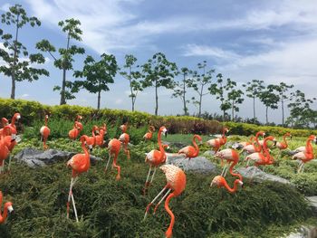 Orange flowers growing on field against sky