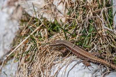 Close-up of lizard