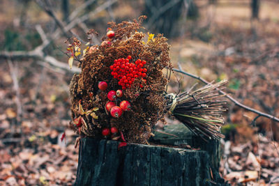 Close-up of berries on tree stump during autumn