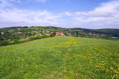 Scenic view of grassy field against sky