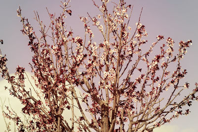 Low angle view of cherry blossoms against sky