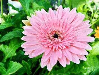 Close-up of bee on pink flower