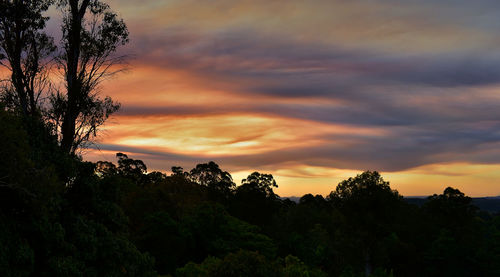 Low angle view of silhouette trees against orange sky