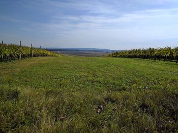 Scenic view of agricultural field against sky