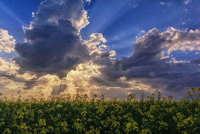 Scenic view of field against sky