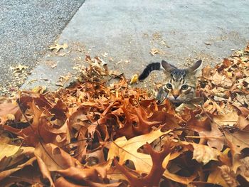 Portrait of snake during autumn