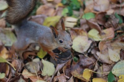 High angle view of squirrel on field