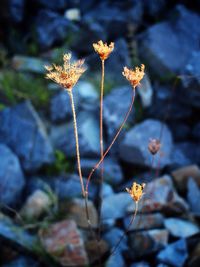 Close-up of yellow flowers