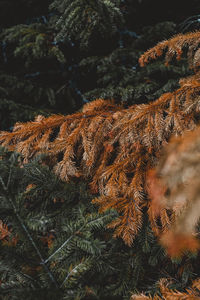 Close-up of pine tree