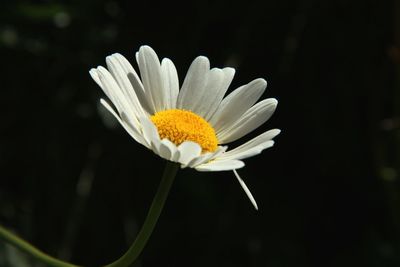 Close-up of yellow flower blooming outdoors