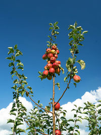 Low angle view of fruits on tree against blue sky