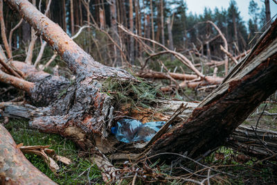 Fallen tree in forest